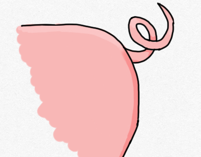 Read more about the article Pigtails