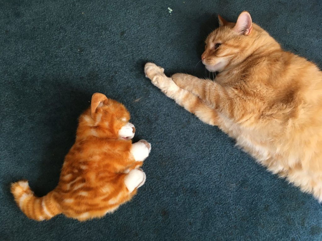 A photo of a stuffed orange tabby cat toy next to a real orange tabby cat